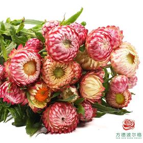 麦秆菊 粉色