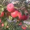 【农场直邮】有机沙漠苹果丨净重8.4斤以上（赤峰） 商品缩略图0