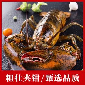 【海鲜】鲜活波斯顿龙虾 约1.2-1.3斤/只