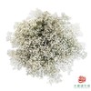 满天星-白色 500g 商品缩略图0