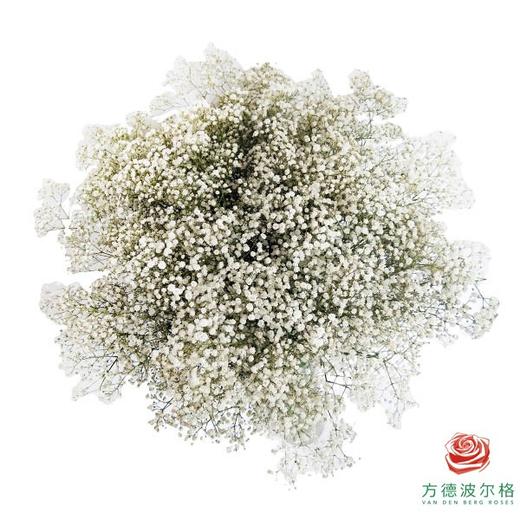 满天星-白色 500g 商品图0