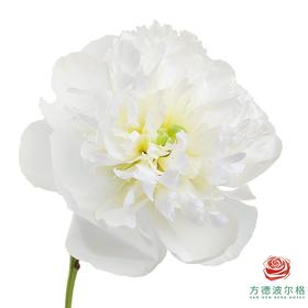 山东芍药 公爵夫人 5枝一扎