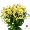 洋甘菊 重瓣 黄色 商品缩略图0