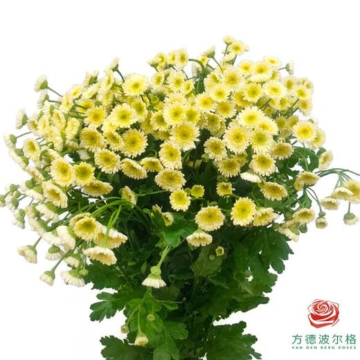 洋甘菊 重瓣 黄色 商品图0