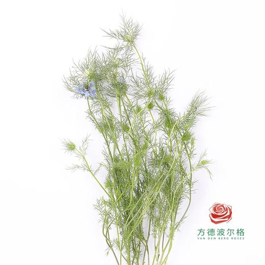 黑种草 蓝色 商品图0