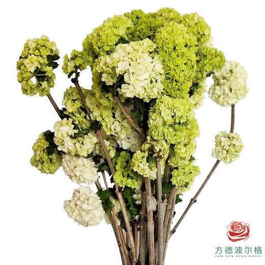 木绣球 商品图0