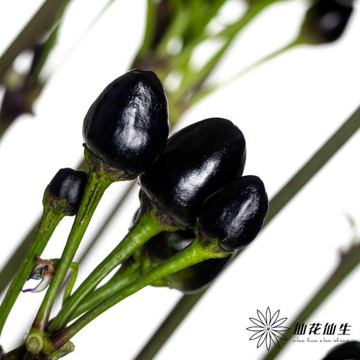 配果 | 小辣椒黑色 商品图1