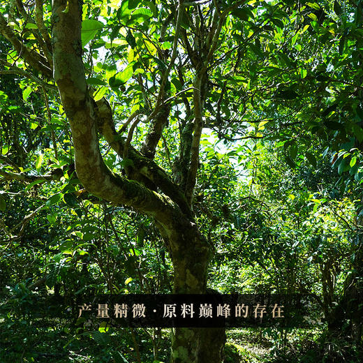 【圣兽—神龙】颠覆认知级神品云南普洱茶生茶普洱茶区巅峰拼配7饼357g茶饼，拍5提发6提 商品图1