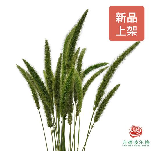 狗尾巴草 商品图0