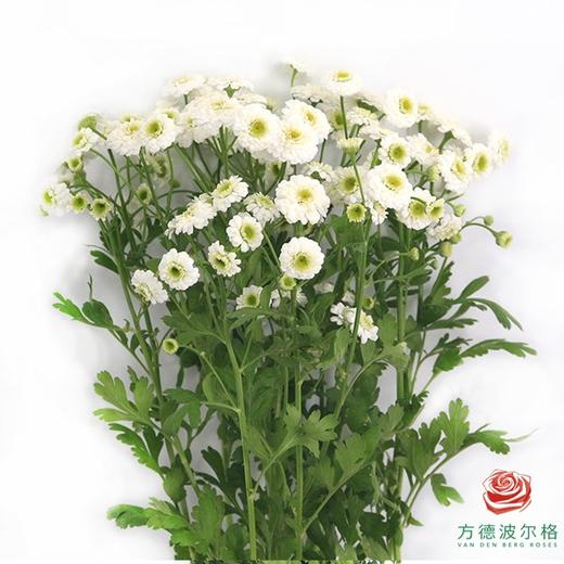 洋甘菊 重瓣白色 商品图0