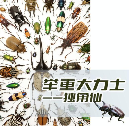 南京【举重大力士—锹甲】 商品图0