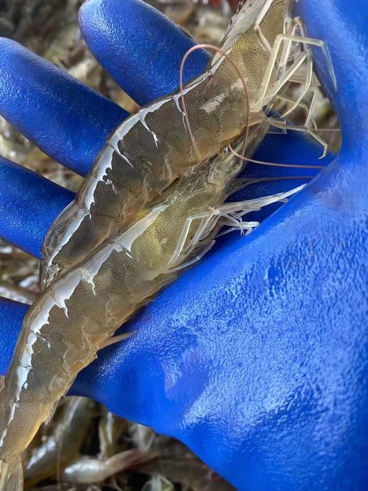 【复州湾盐田虾！下单发活冻虾】正宗高盐度复州湾盐场盐田虾黑皮虾，口感鲜甜味道好，半野生状态吃小鱼虾长大，深井净化高盐海水，孕妇小孩放心吃（散养状态，虾大小不均匀，前期个头偏小，介意慎拍） 商品图2