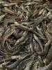 【复州湾盐田虾！下单发活冻虾】正宗高盐度复州湾盐场盐田虾黑皮虾，口感鲜甜味道好，半野生状态吃小鱼虾长大，深井净化高盐海水，孕妇小孩放心吃（散养状态，虾大小不均匀，前期个头偏小，介意慎拍） 商品缩略图5
