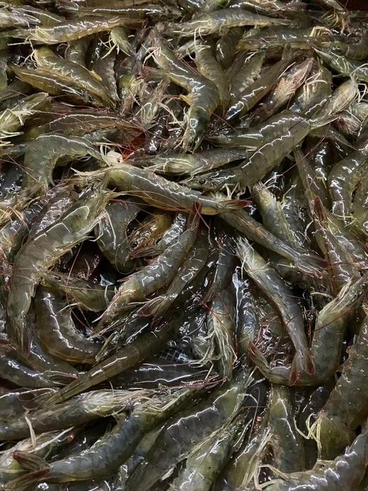 【复州湾盐田虾！下单发活冻虾】正宗高盐度复州湾盐场盐田虾黑皮虾，口感鲜甜味道好，半野生状态吃小鱼虾长大，深井净化高盐海水，孕妇小孩放心吃（散养状态，虾大小不均匀，前期个头偏小，介意慎拍） 商品图5