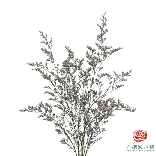 情人草-紫色 商品图0