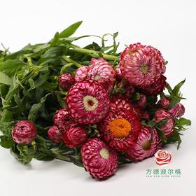 麦秆菊 红色