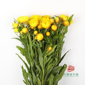 麦秆菊 黄色