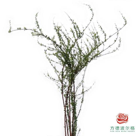 雪柳花 商品图1