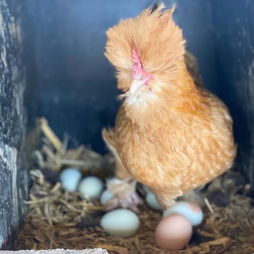 团购丨博瑞生态园鸡蛋40枚丨79元哈市包邮丨下单次日发货 商品图2