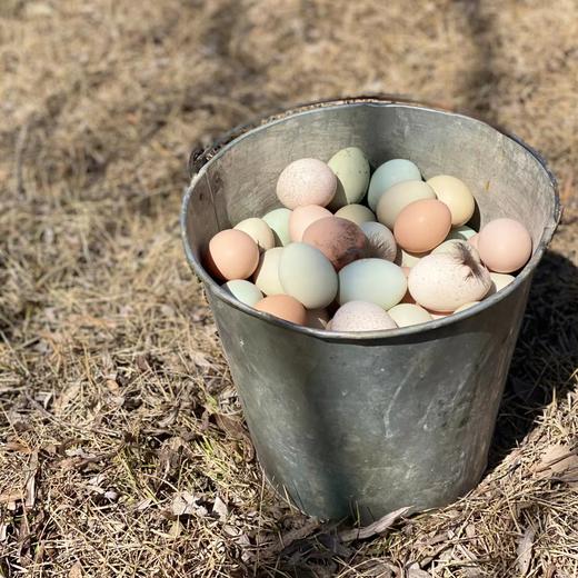 团购丨博瑞生态园鸡蛋40枚丨79元哈市包邮丨下单次日发货 商品图1