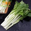 东升农场 秋香苔 白菜心 菜心新鲜 广东蔬菜300g 商品缩略图3