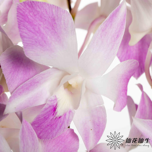 兰花 | 千代兰路西 商品图1