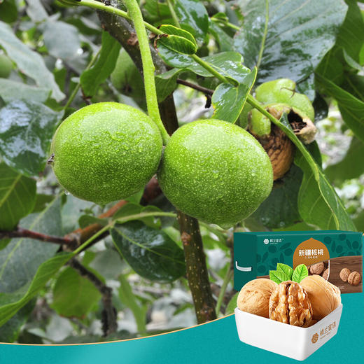 楼兰蜜语 新疆大核桃3斤装 每日坚果 年货节日礼盒 送礼 超值量贩 原生核桃 薄皮生核桃1500g/箱 商品图4