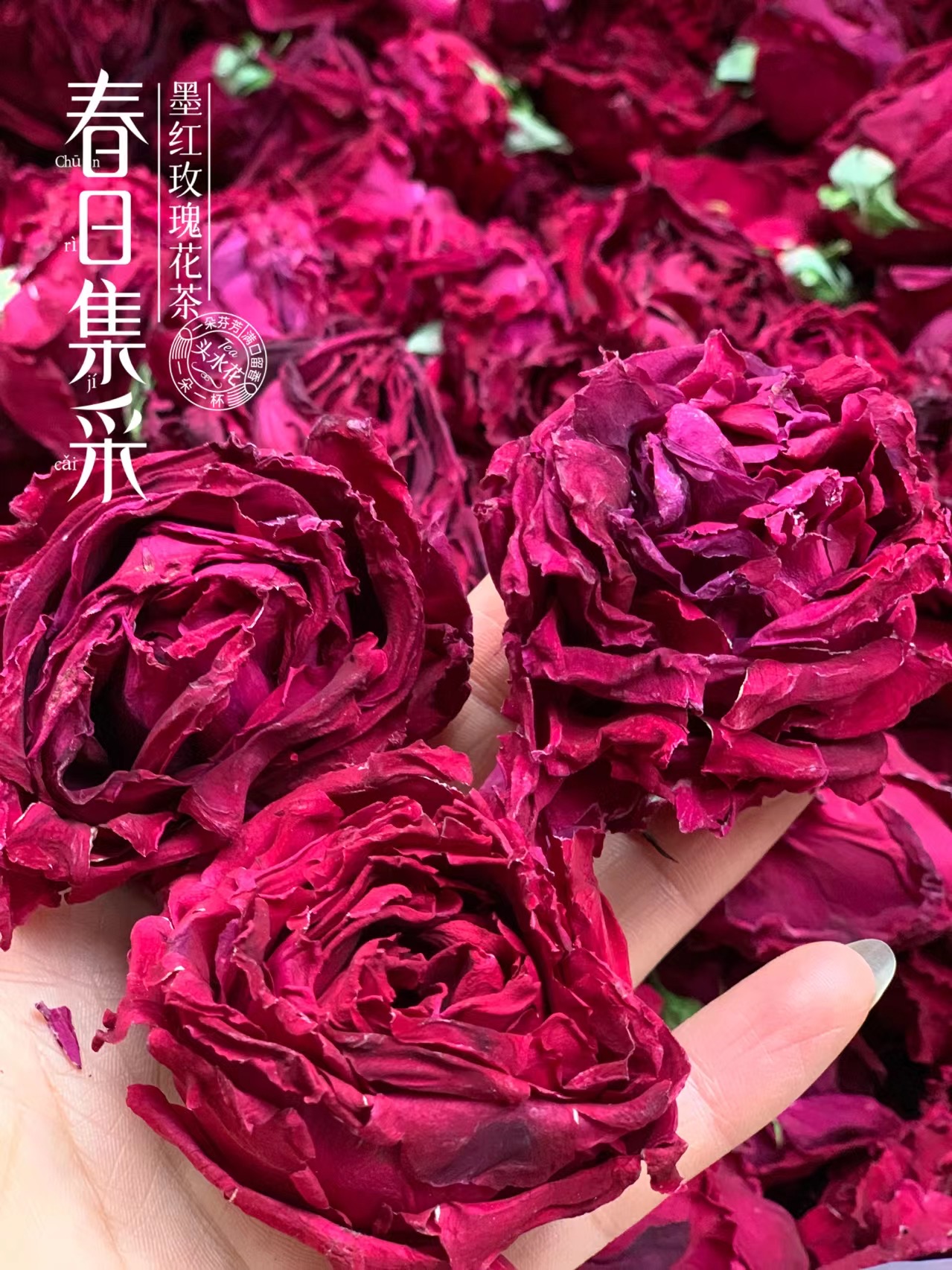 2026春日采集，新花来啦【新增有机认证可选】•云南大理头水墨红玫瑰，冻干技术基地直邮