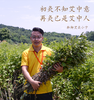 火龙督脉长蛇灸实操 商品缩略图0