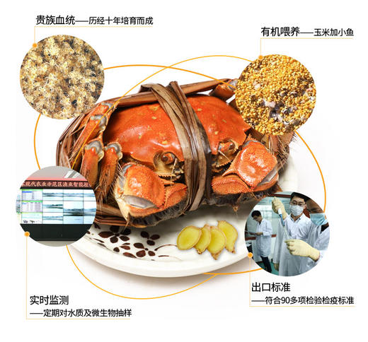 【礼券】阳澄湖牌大闸蟹668型春华秋实 3.0两公*4+2.0两母*4 商品图1