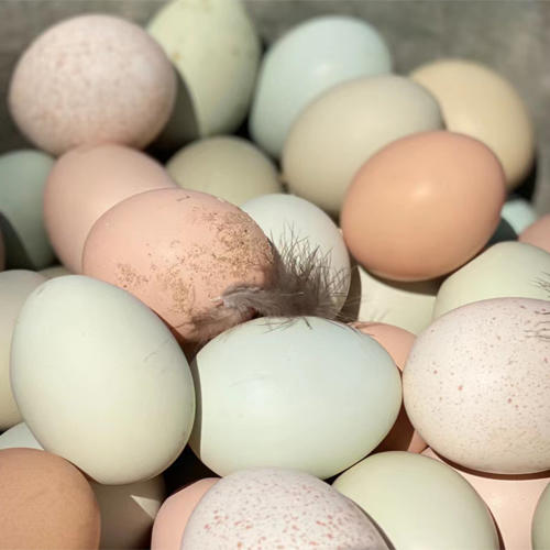 团购丨博瑞生态园鸡蛋40枚丨79元哈市包邮丨下单次日发货 商品图0