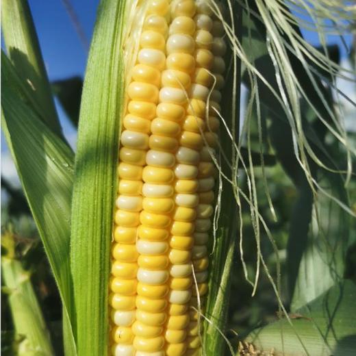云南水果玉米【开工福利+送2斤，现采现发】 商品图2