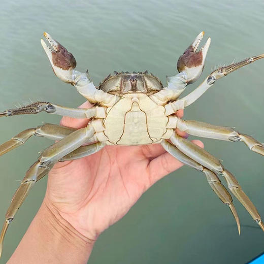 【活蟹现发】阳澄湖大闸蟹鲜活水产，金秋好蟹礼盒装，肉质鲜嫩，鲜中带甜，肥到流油 商品图4