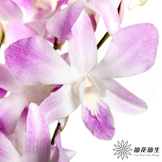 兰花 | 千代兰路西 商品图0