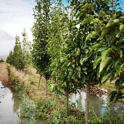 【新疆好物】2023新疆库尔勒香梨来了 商品图2