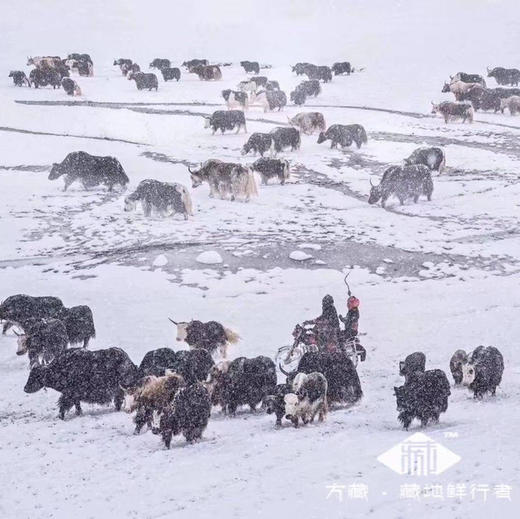 雪域牦牛肉｜藏地生鲜 商品图3