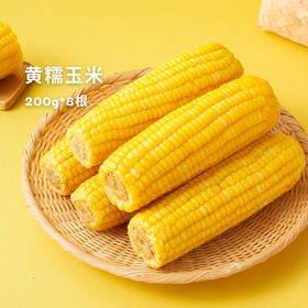 香柔糯叽叽的【东北黄糯玉米】来啦！