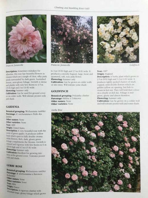 玫瑰图解百科全书（馆藏） 1000余幅彩色插图 精装大16开 商品图11