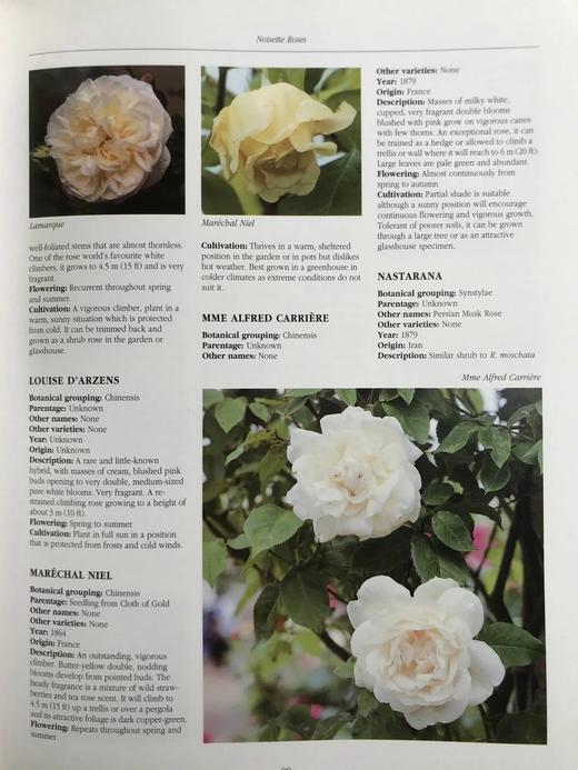 玫瑰图解百科全书（馆藏） 1000余幅彩色插图 精装大16开 商品图14