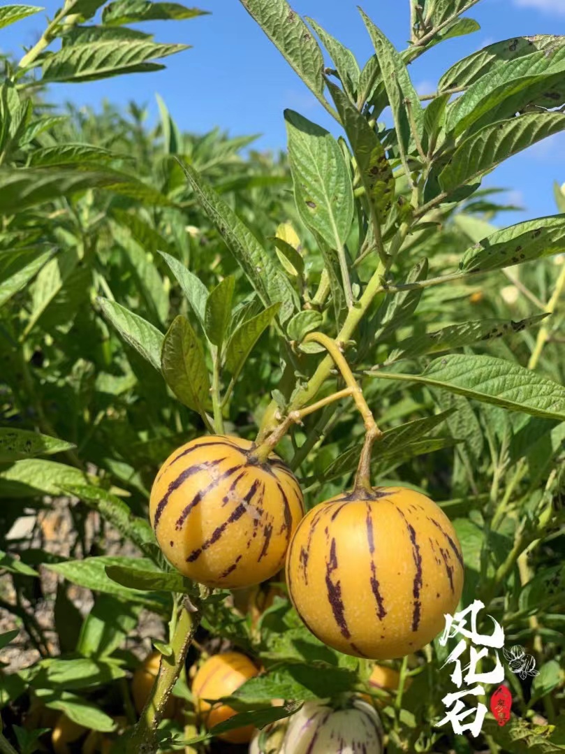 云南风化石人参果