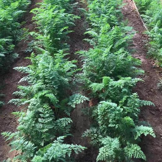 鸿翠园 有机胡萝卜 商品图8