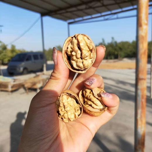 新疆阿克苏纸皮核桃 商品图4