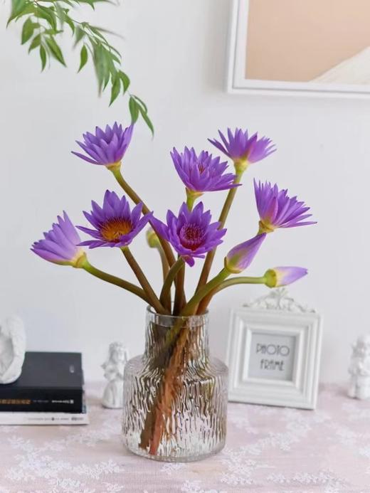 睡莲（四枝）蓝紫色/黄色颜色随机 商品图0