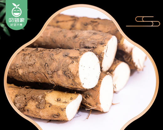 温县垆土铁棍山药（42-48cm）/1箱（2kg±100g） 商品图4