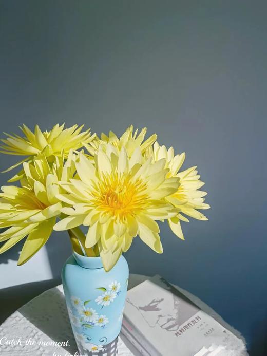 睡莲（四枝）蓝紫色/黄色颜色随机 商品图2