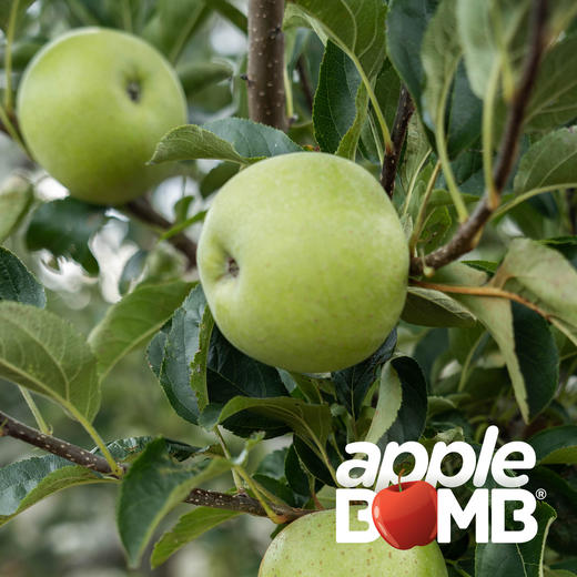 高原有机精品王林苹果 云南石林产  中通快递 商品图9