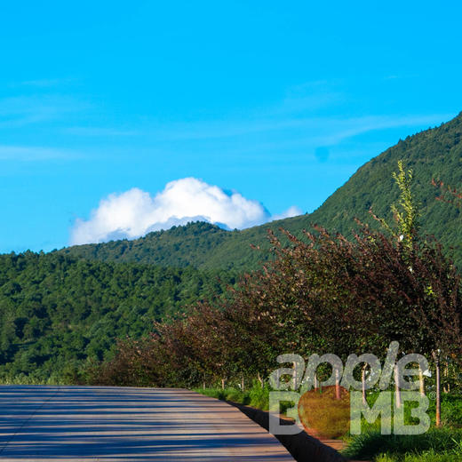 高原有机精品王林苹果 云南石林产  中通快递 商品图13