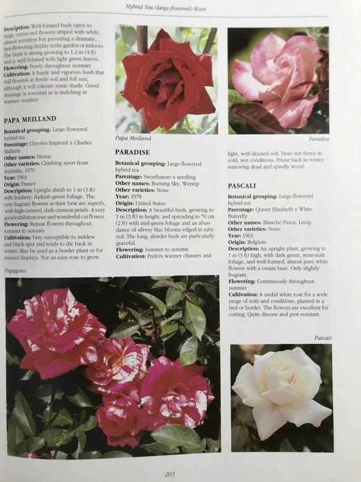 玫瑰图解百科全书（馆藏） 1000余幅彩色插图 精装大16开 商品图6