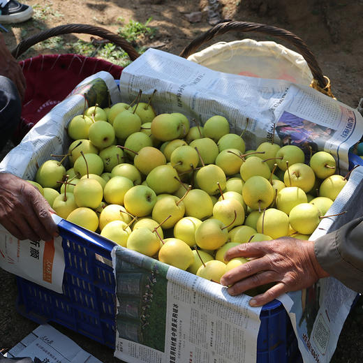 【包邮】密云长城小蜜梨 老北京热卖脆梨皮薄汁多梨子 甜白梨 3斤 新鲜水果 商品图5