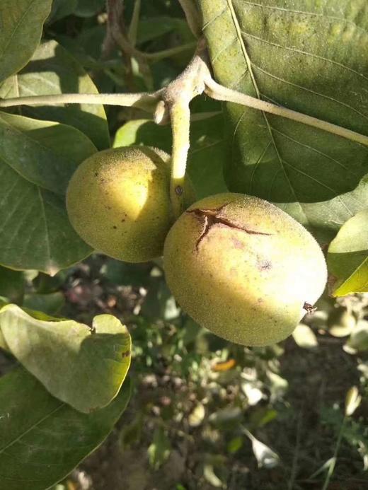 新疆阿克苏纸皮核桃 商品图2